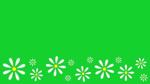 Daisies Stock Footage 151815545