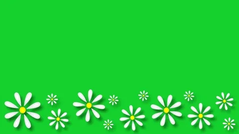 Daisies Stock Footage 151815567