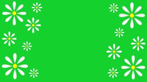 Daisies Stock Footage 151815608