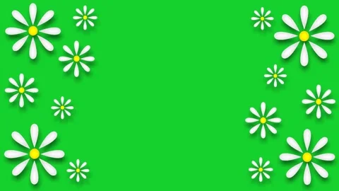 Daisies Stock Footage 151815627