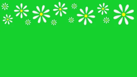 Daisies Stock Footage 151815668