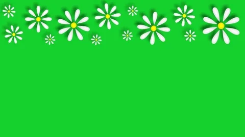 Daisies Stock Footage 151815685