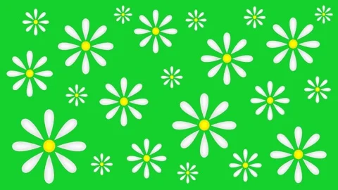 Daisies Stock Footage 151815688