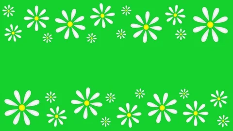 Daisies Stock Footage 151815713