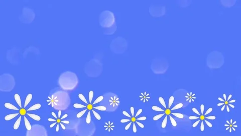 Daisies Stock Footage 152137492