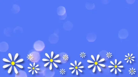Daisies Stock Footage 152137843