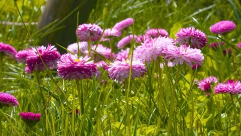 Daisies Video stock 240862520