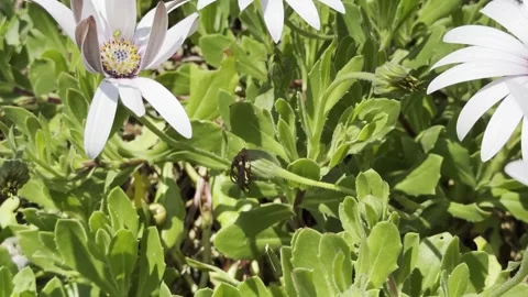 Daisies Stock Footage 308126711