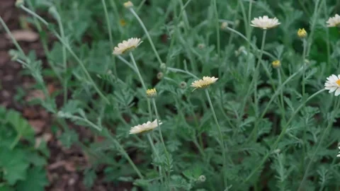 Daisies Stock Footage 314435152