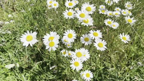 Daisies Vidéo 343165241