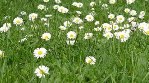 Daisies Stock Footage 345570485