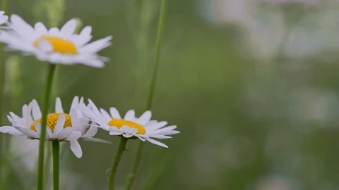 Daisies in the foreground. Blurred background. Stock Footage 125419341