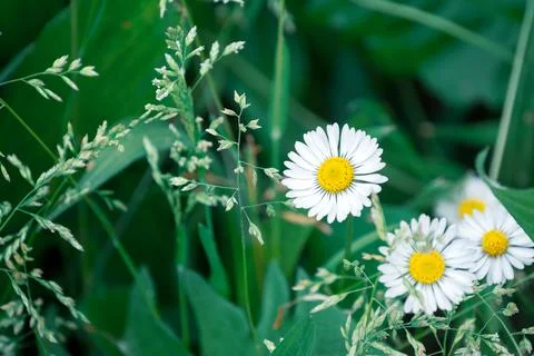 Daisies in the foreground Stock Photos