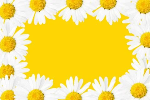 Daisies frame Stock Photos