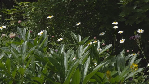 Daisies in the garden on a dark background Stock Footage 136483833