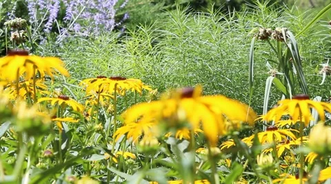 Daisies in a garden Stock Footage 40634273