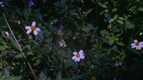 Daisies in the garden Stock Footage 172260039