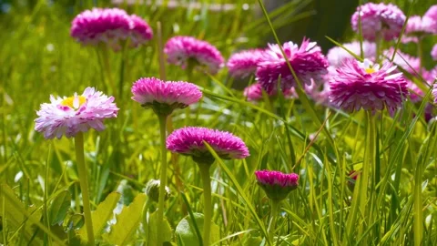 Daisies in the garden Video stock 240863434