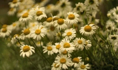 Daisies in the garden Stock Photos