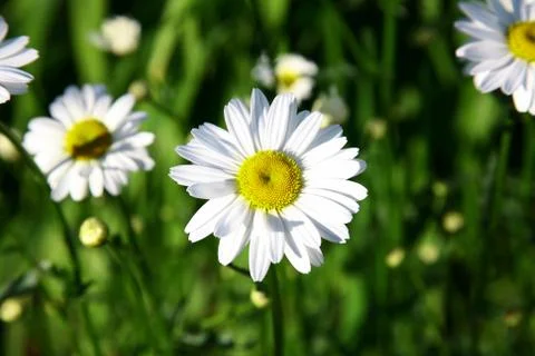 Daisies in the garden 스톡 사진