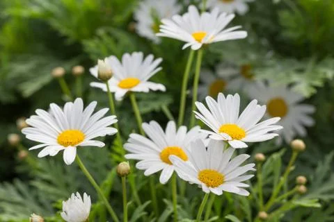 Daisies garden in the spring Stock-Fotos