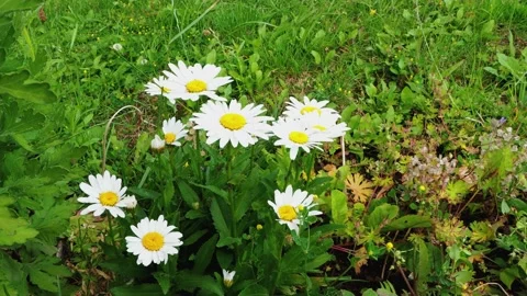 Daisies in the garden in the wind Stock Footage
