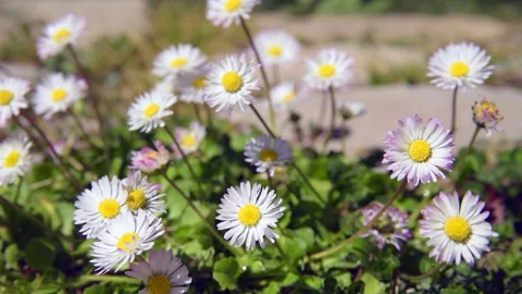 Daisies in the garden.Slight slow motion Stock Footage 178566182