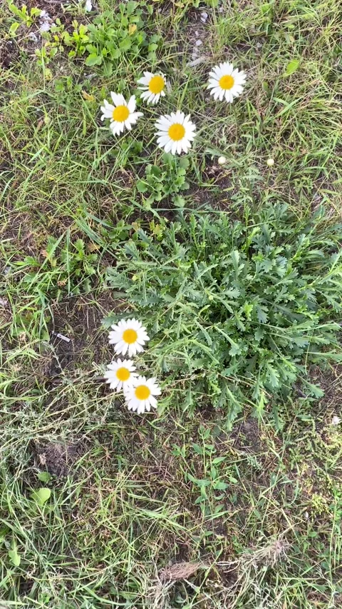 Daisies in the grass. Daisies moving in the wind. Vertical video Stock Footage 283379507