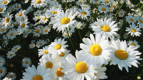 Daisies in Grass Field Stock Footage 39827606