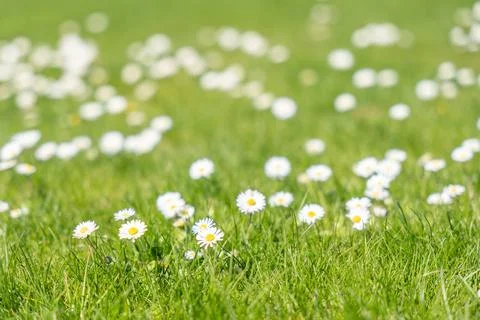 Daisies in grass field with shallow depth of field Foto stock