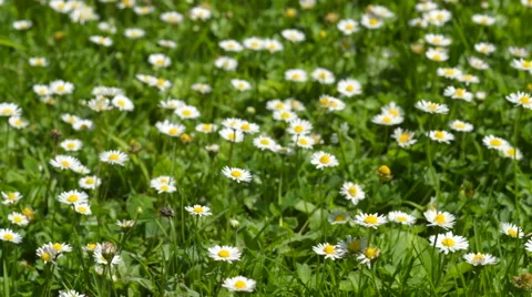 Daisies in the grass. Flowers in the summer. Stock Footage 64984990