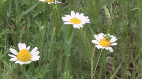 Daisies in grass 스톡 동영상 10747668