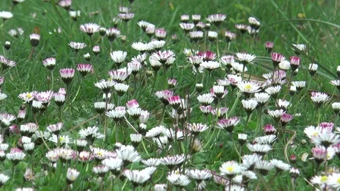 Daisies in grass Video stock 73939407