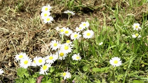 Daisies in the grass Stock-Footage 76430774