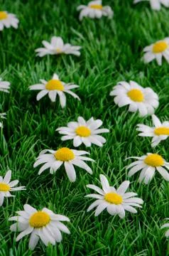 Daisies on grass Stock Photos