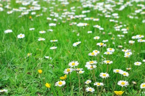 Daisies in grass Stock Photos