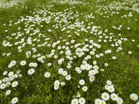 Daisies in the Grass Stock Photos