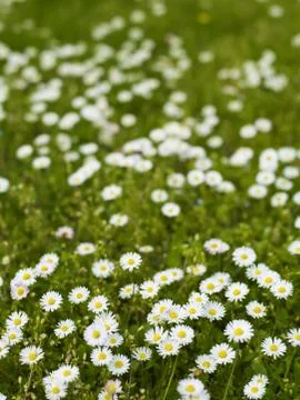 Daisies in the Grass Stock Photos