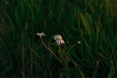 Daisies in the grass Stock Photos