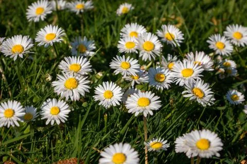 Daisies in the grass Stock Photos