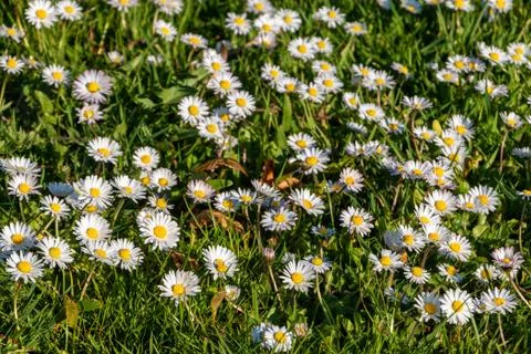 Daisies in the grass Stock Photos
