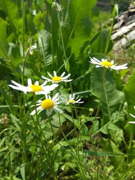 Daisies in the grass Stock Photos