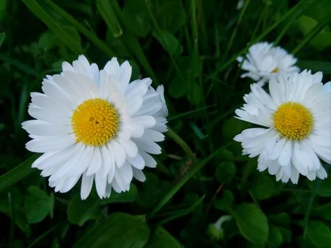 Daisies on the grass. Stock Photos