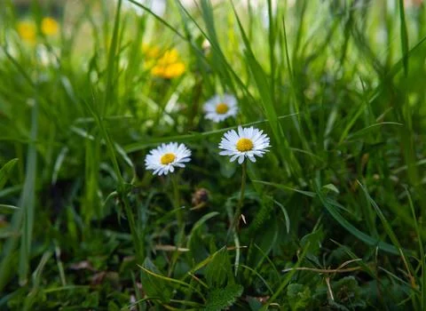 Daisies in grass Stock Photos