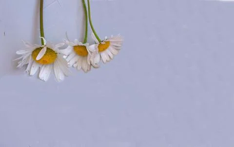 Daisies on a gray background Stock Photos