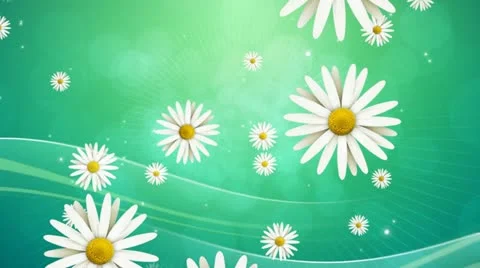 Daisies on Green Background 01 HD Stock Footage 10874955