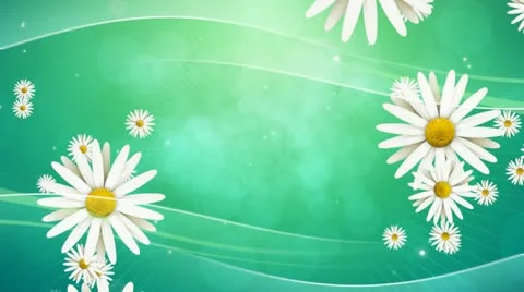 Daisies on Green Background 02 HD Video stock 10874958