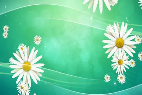 Daisies on Green Background 02 Widescreen Stock Footage 10875093