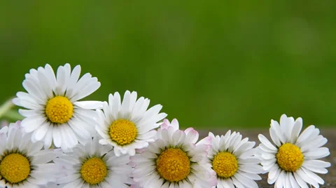 Daisies on green background Stock Footage 37316565