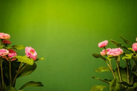 Daisies on a green background Stock Photos